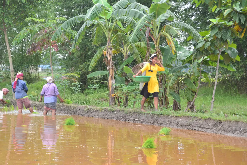 Planting rice together