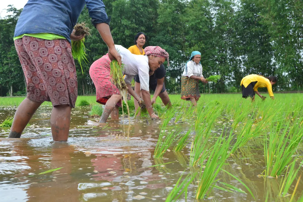 Planting rice together